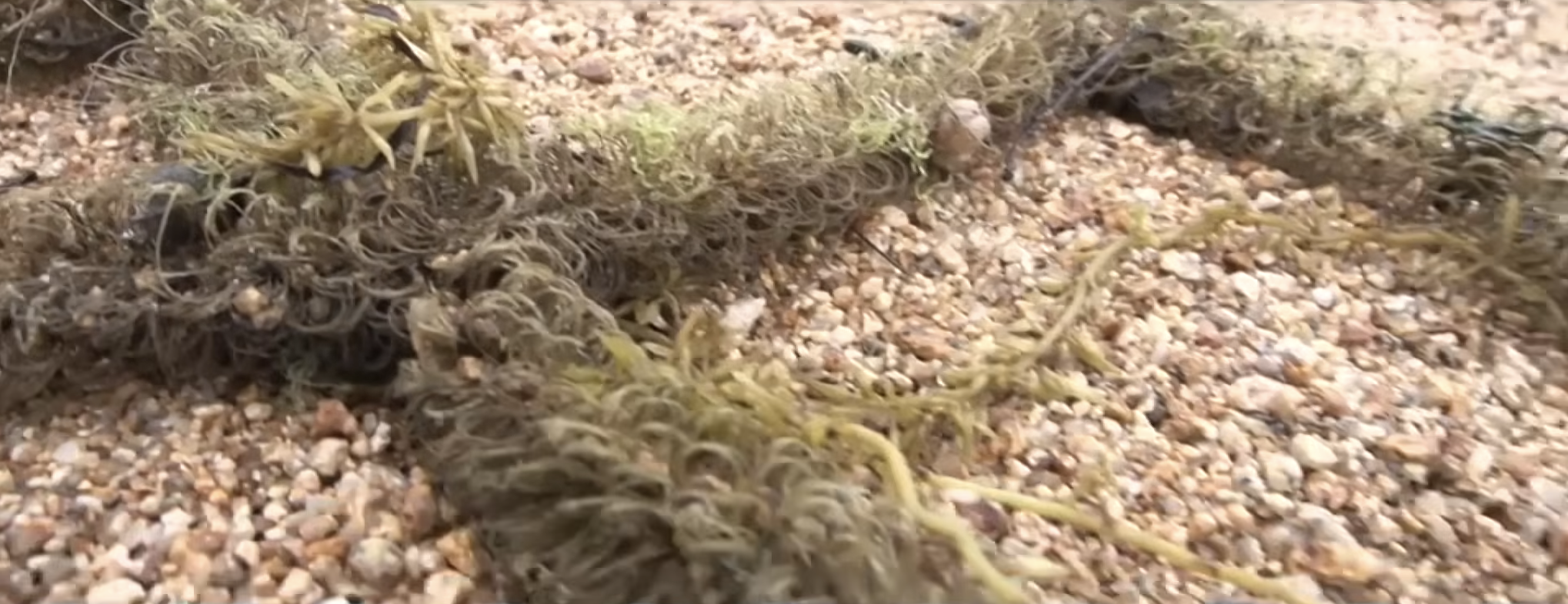 倉橋島 実証フィールド